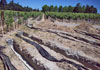 Pressure Distribution (PD) Trenches Under Construction - Goldridgepinot Winery, Sonoma County